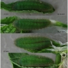 lyc thersamon larva4 volg4h2